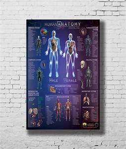 368284 Human Anatomy Interactive Body Wall Chart Art Decor Print Poster