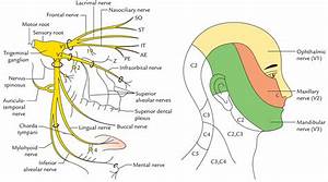 Trigeminal Nerve Anatomy Branches Distribution Function Damage 
