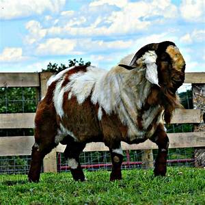 Don 39 T Get Bit The Boer Goat Is A Breed Of Goat That Was