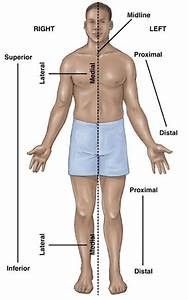 The Anatomical Position Directions And Planes For The Ems Provider
