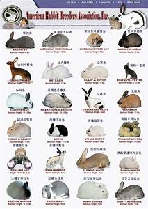 1000 Images About Rabbits On Pinterest Charts New Zealand And