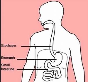 stomach diagram anatomy system human body anatomy diagram and chart