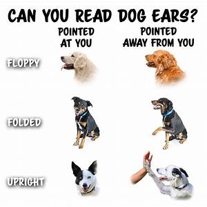 How To Read Your Dog S Body Language In Training Sessions Dogmantics