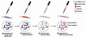 Gram Staining Principle Procedure And Results