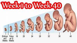 Pregnancy Timeline Week By Week