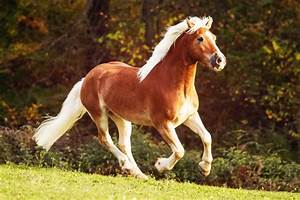 Haflinger Horse Temperament A Wonderful Breed Best Horse Rider
