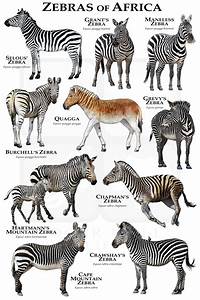 Möbel Wohnen Postereck Zebra Sw Afrika Savanne Natur Tier Streifen