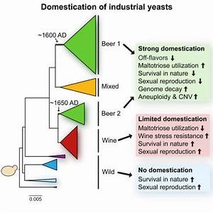Domestication And Divergence Of Saccharomyces Cerevisiae Yeasts Cell