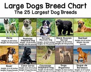 Large Dog Breeds Pictures And Names Chart Patchpuppy Com