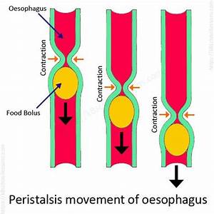 With Movemnt Diagram Oesophagus Parataltic