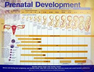 Prenatal Development Anatomical Chart Poster 20 Quot X 26 Quot New Anatomy