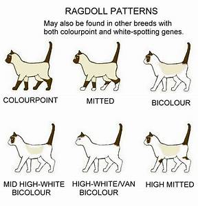 Ragdoll Other White Spotted Colourpoints Stuff Pinterest Other