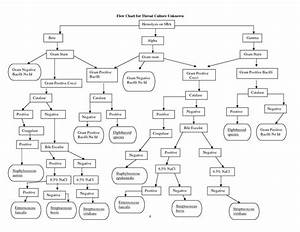 Identifying Unknown Bacteria Bacterial Unknowns Flow Chart My 