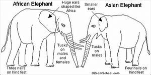 Elephant Afrique Asie Difference