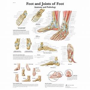 3b Scientific Foot And Joints Of Foot Chart