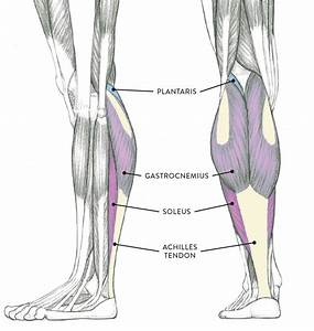 Leg Muscle Diagram Side Spieren En Functies Van De Beenspieren Grow