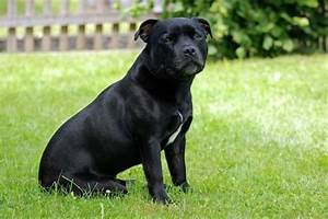 Growth Staffordshire Bull Terrier Puppy Weight Chart Staffordshire