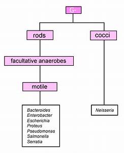 19 Awesome Gram Negative Flow Chart Labb By Ag