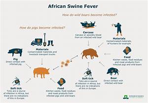African Swine Fever Asf In Europe Wur