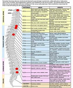 Nerve Chart Related To Body Functions Spinal Nerve Varicose Vein