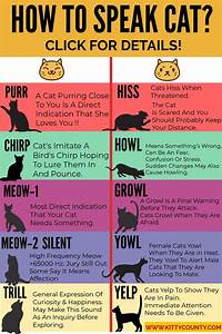 The Sound Of Cat The Meaning Of Those Cat Sounds Decoded Cat