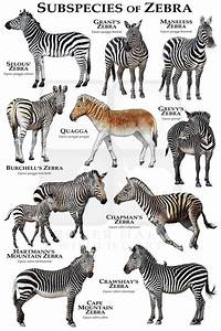 Zebras Of Africa Poster Field Guide Etsy In 2021 Zebras Animal