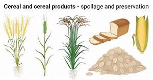 Microbial Spoilage And Preservation Of Cereal And Cereal Products