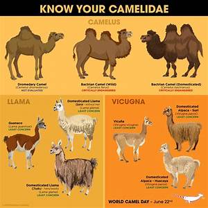 Til That Llamas And Alpacas Are Most Closely Related To Camels R
