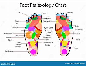 Foot Reflexology Chart Stock Vector Illustration Of Accurate 79202318