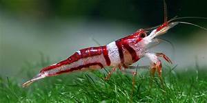 Most Hardy Freshwater Aquarium Shrimp Complete List