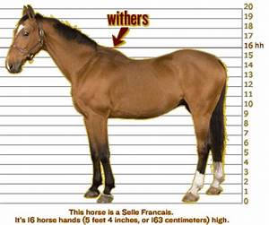 How Do You Measure A Horse 39 S Height Horses All About Horses Horse
