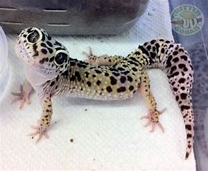 Geckos Lepord Gecko Leopard Gecko Cute Leopard Gecko Habitat