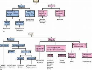 Microbiology Unknown Gram Negative Flow Chart Best Picture Of Chart
