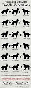 Prejudoodles Shedding Info Dog Goldendoodle Doodle Puppy