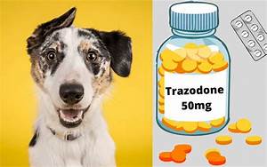 Safe Trazodone For Dogs Dosage Chart 50mg 300mg Serve Dogs