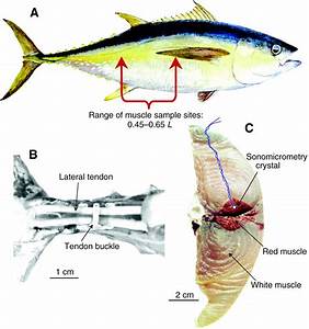 Yellowfin Tuna Characteristic Properties Benefits And More