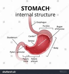 Stomach Diagram Anatomy Koibana Info Stomach Diagram Digestive