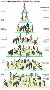 Ken Hokes Human Evolution Timeline Human Evolution Tree Human