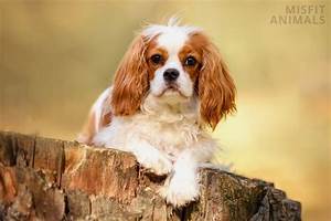 Cavalier King Charles Spaniel Size Growth Size Chart
