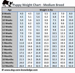 Australian Shepherd Growth Chart French Bulldog