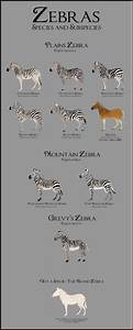 Achangeofrein Zebra Species Zebras Animals Wild