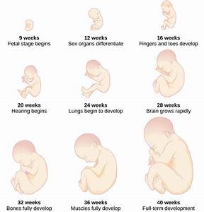 Prenatal Development Lifespan Development
