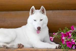 Husky Colors 8 Colors A Siberian Husky S Coat Can Be