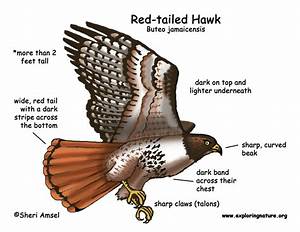 Global Hawk Diagram