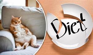 World S First Feline Diet Can Help Fat Cats Lose Weight Uk News