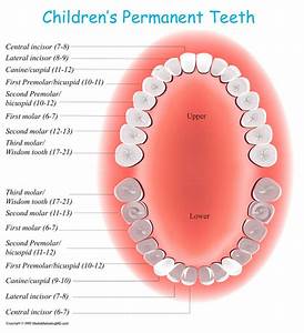 Permanent Tooth Eruption In Children Kids Dental Online Plano