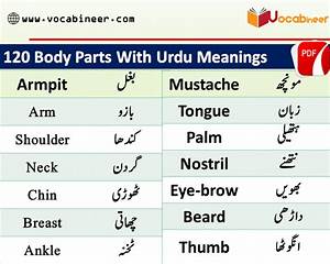 Parts Of Body Names In English And Urdu