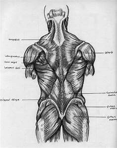 Back Muscles Chart By Badfish81 On Deviantart Female Back Muscles