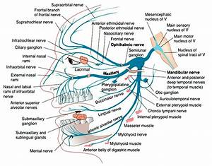How To Learn The Branches Of The Trigeminal Nerve With A Memory Palace