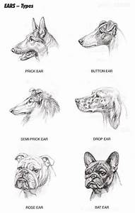 Types Of Ears Dog Infographic Types Of Dogs Dog Info
